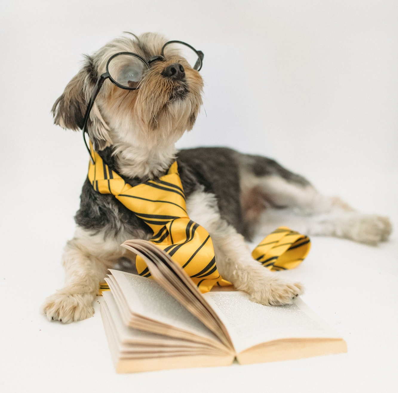 Funny Puppy in Eyeglasses with Opened Book